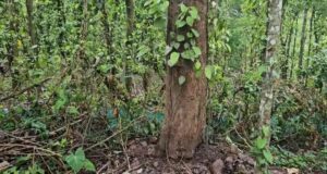 WhatsApp Image 2025-06-14 at 8.40.17 PM