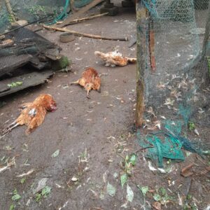 WhatsApp Image 2025-06-22 at 5.18.43 PM